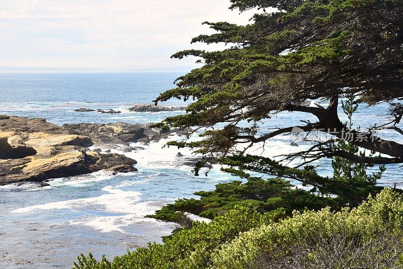 Point Lobos州保护区的雪松